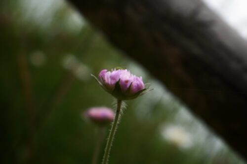 Hope and Help for the Struggle of Infertility 3