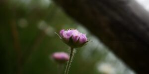 Hope and Help for the Struggle of Infertility 4